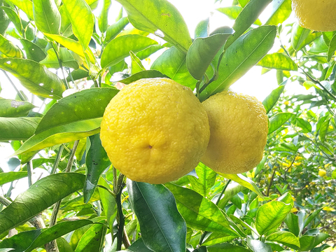 【※連絡済の方専用】【晴れの国・岡山産】休眠貯蔵で果汁たっぷり！芳醇で柔らかい香り～農薬・化成肥料・防カビ剤不使用の自然栽培小柚子～【２月２０日以降は保冷便指定・無選別・箱込５Kg】