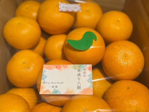 【木成り八朔】箱込み10キロ家庭用　※皮むき器つき　さつき八朔　はっさく