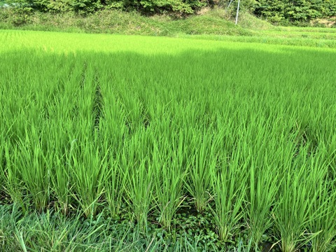 農薬不使用 玄米 希少な朝日米 R7年産 2kg×3袋 化学肥料不使用 里山の