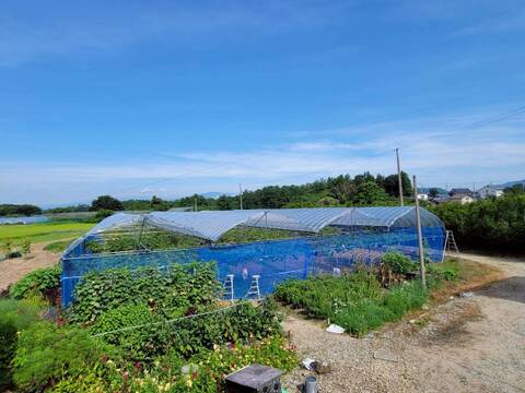 【厳選品】山形県産すとう農園のシャインマスカット（700~900g)1房
