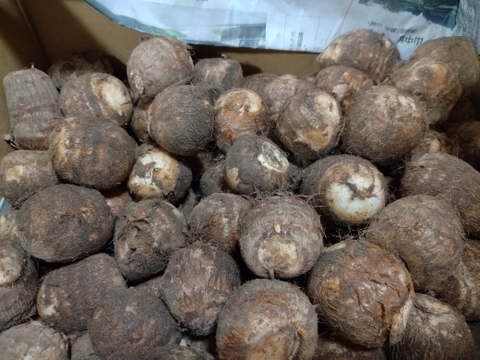 【期間限定】とろーり里芋！『大和早生』（2㎏）Mサイズ