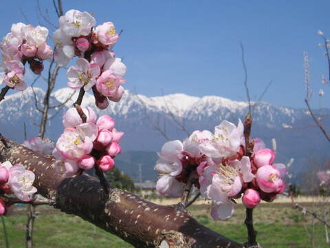 あんずジャム（200ｇビン×１０個入り）長野県産あんず使用