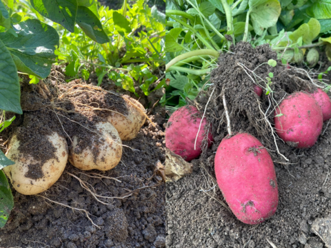 【自然栽培】じゃがいも2種セット（出島・アンデスレッド）20㎏（10㎏ずつ）（肥料・農薬不使用）馬鈴薯