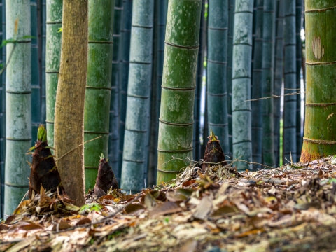 【四万十清流山菜】天然極上筍タケノコ２ｋｇ （あく抜き用の米ぬか付き）