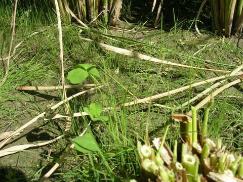 発想の転換たにし活用で栽培期間中農薬不使用　玄米