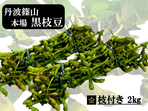 【数量限定】丹波篠山 黒枝豆 枝付き2㎏ 丹波篠山産 丹波 枝豆 もっちり 黒大豆 大粒 波部黒 丹波黒 高級 2kg 黒大豆枝豆 枝付き 贈答品 束 丹波篠山黒枝豆 枝豆 丹波 黒豆