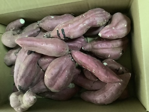 訳あり！熟成紅はるか　5kg  さつまいも