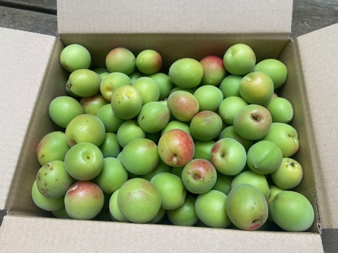6月11日出荷限定！【小田原産  黄色味がかった梅・品種ミックス】3ｋ
梅シロップ、梅酒に最適！新鮮もぎたて直送！神奈川県は小田原辻村農園・山林.
2024年天皇杯受賞の農園・山林です！
