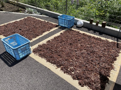 お試しセット!!【栃木県産】生きくらげ50gと乾燥きくらげ30gセット