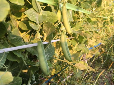【春！今が旬！】ほくほく食感とやさしい甘味のウスイエンドウ（2.0kg/ＬMサイズ混み）