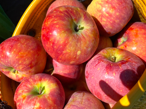 【2026年予約】『シナノリップ』家庭用✨暑い夏にピッタリなジューシーなりんご！5ｋｇ