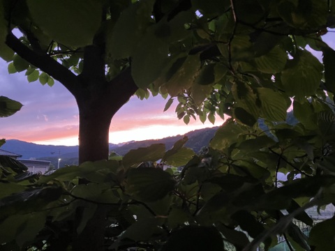 【有機JAS】飛騨産大玉トマト2キロ箱
今年もやっぱり丸かじり！麗月