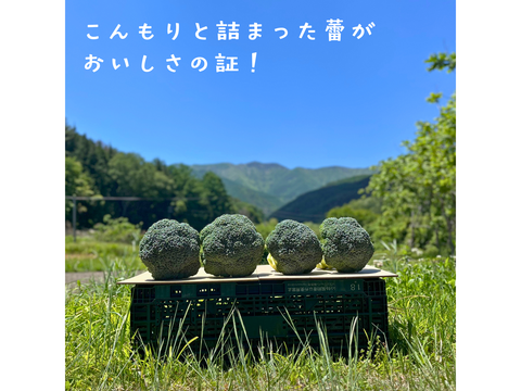 【採れたて直送】信州伊那の寒暖差が育てた みずみずしいブロッコリー 450g×4株