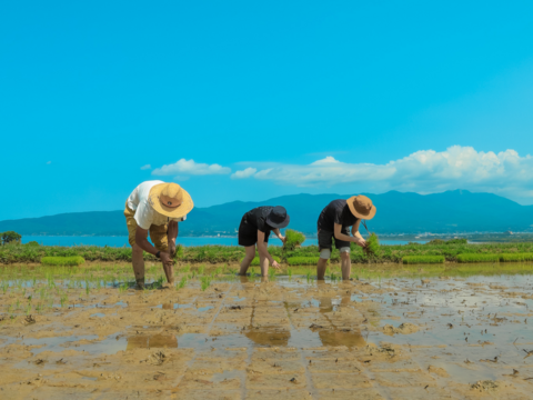 潮風香る田んぼでトキと育った新潟県佐渡産 自然栽培『在来コシヒカリ』 玄米5kg