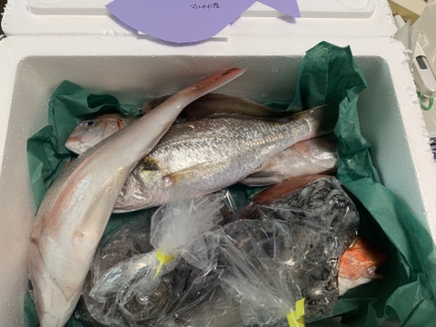 美味しいけん食べてみて
🐟未利用魚🐟詰め合わせ！
1.0kg～1.5kg前後(2〜4種類)80サイズ