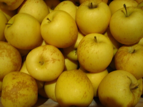 はるか(有袋) 樹上完熟 小玉 家庭用 総重量 約4kg 青森県 南部地方産 自家りんご農園生産直送品！