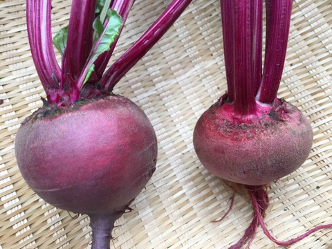 生でもおいしい旬のビーツ 1kg