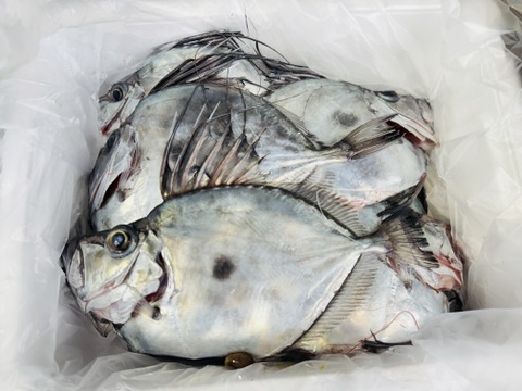 【魚ガチャ！おかず】からの出世魚！マトウダイ３kg