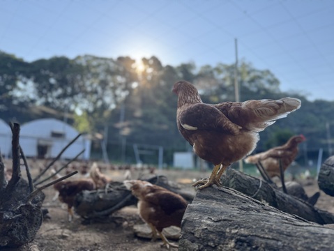 空と大地に見守られて、産まれる卵。-itadaki-甘くてコク深い、放牧鶏「暖鷄」の卵です。放牧卵itadaki/自然放牧【限定枠定期便】24個入