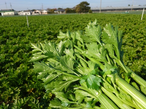 ハマる人続出！あっぱれセロリ(5kg 1株300g以上)