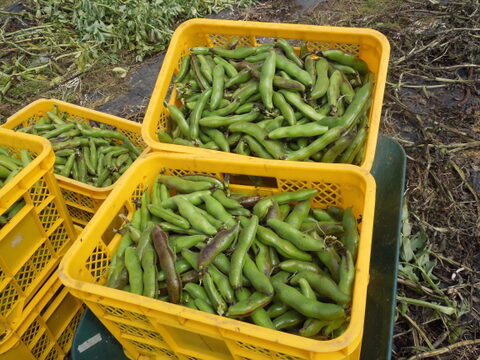 【予約】新鮮朝採り空豆（そら豆）　5㎏・農薬、化学肥料、除草剤不使用