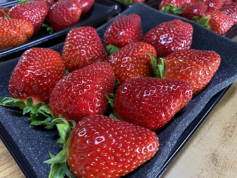 朝摘みいちご🍓まほろばの朱(あかり)２.０極上品おいCベリー300g×2パック【数量限定】