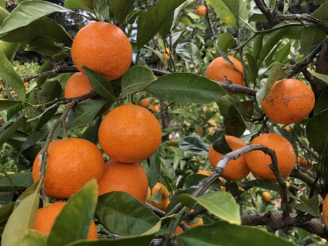 農薬不使用🍊皮ごとまる搾り、トロッと甘い早生みかんジュース（720ml/1本入り）