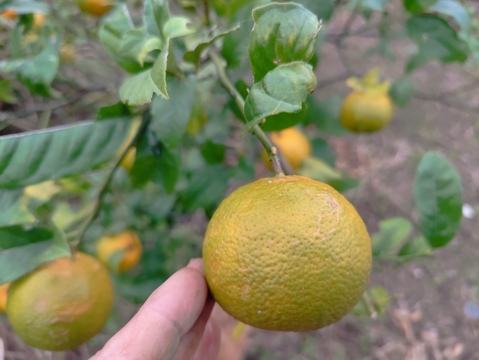 数量限定！希少品種の赤れもん(３kg)✿果皮や果肉が赤い珍しい国産レモンです🍋