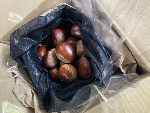 ☆丹波くり　晩生 「筑波」 希少４Lサイズ 約1kg（本州のみ）