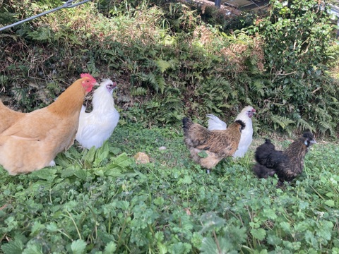 自然卵養鶏　山口県防府市の新鮮で美味しいたまご　20個