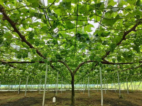 【ご家庭用】 岡山県産ニューピオーネ 2房　予約販売！8月下旬より順次発送致します。