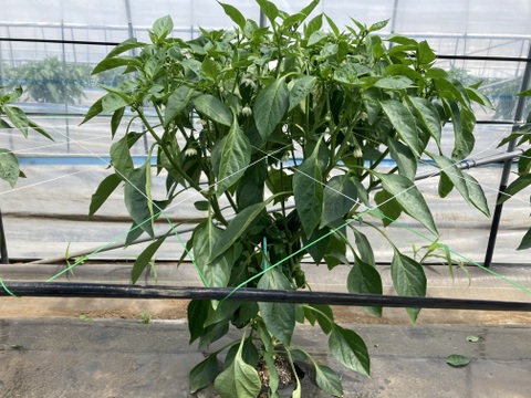 西日本一の夏秋ピーマン産地大分のピーマン　１キロ