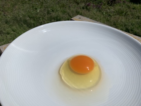【生食・半熟専用】20個（1日限定10名様）朝採れ平飼い卵を食卓へ！ 濃厚な黄身とプリッとした白身が美味しい純国産鶏新鮮たまご（20個 10玉入×2パック）