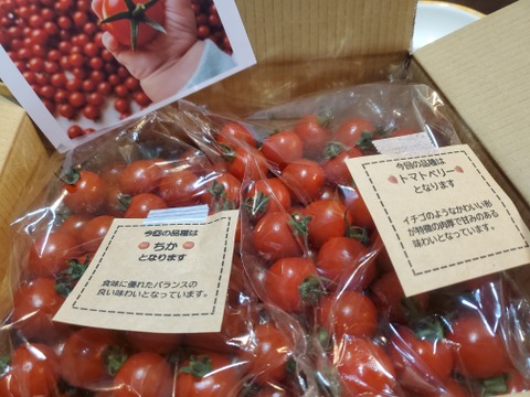 【食べ比べ 】食卓に笑顔を　ハートの様な形のトマトベリー＆ミニトマトのセット 1.5kg【千葉県旭市産】【トマト食べ比べ】