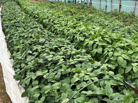 【予約開始】朝採れ枝豆 神風香 枝付き500g｜東京都産・茶豆風味