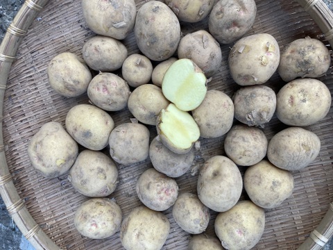 甘みが強いホクホク食感！【キタアカリ】３kg