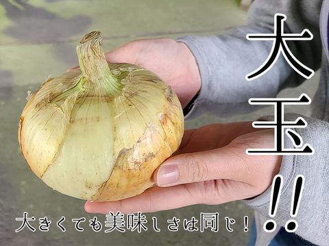 【大玉サイズ/20kg】淡路島産新たまねぎ 七宝 兵庫県認証食品