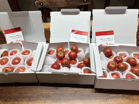 【3箱】弾ける旨味・甘み！【ト・マーレ】禁断の濃密さ 800g×３