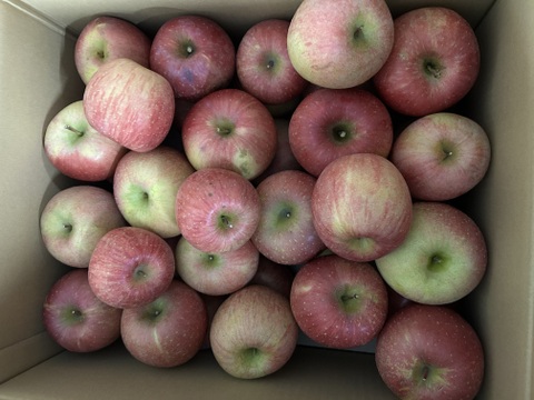 加工用りんご　約10kg