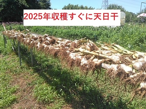 【今が旬】大きさと味に感動！安心安全の農法で育てたジャンボにんにく【一房】