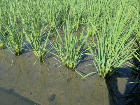 令和7年 奈良県産 ヒノヒカリ 玄米 5kg 栽培期間中農薬不使用