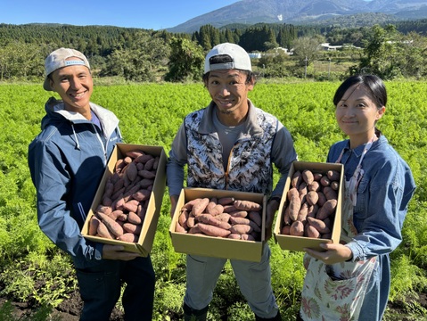 かごしまのさつまいもはそのやま農園　“さつま紅はるか”　使い勝手の良いML品  　貯蔵ものが元気にスタート　掘りたておいしい→貯蔵して超絶おいしい！【お試し2ｋｇ】　有機ＪＡＳ　箱を含まない2ｋｇ入り