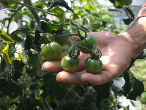 【冬ギフト】おまかせ季節の野菜セット【7品目】【熨斗対応可】＃栽培期間中農薬・化学肥料不使用