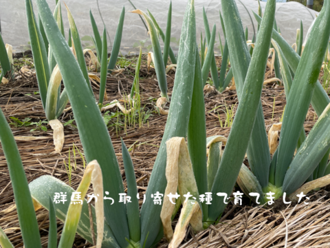 ネギの殿様！　固定種ネギ『下仁田ネギ』(10本)　Mサイズ