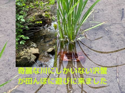 熊本 ひのひかり30㎏ 自家農園栽培米使用