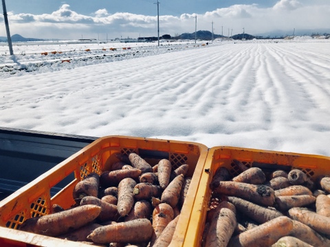 【有機JAS認証】採れたて人参3kg、みずみずしい！味が濃い！甘みも十分！