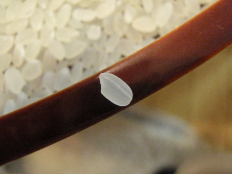 期待の粒感　R7年新米　魚沼産こしいぶき　精米5Kg