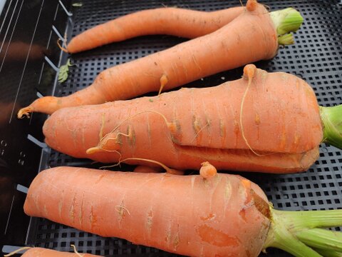 見た目は個性派🥕訳あり旬ニンジン（時なし五寸or濱美人）約1kg｜割れ・曲がり・折れあり｜加熱で甘い｜農薬・化成肥料不使用🥕