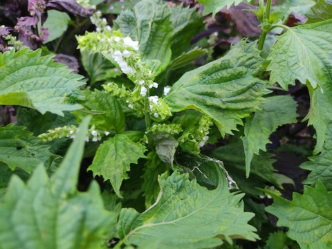 🍁【秋限定・数量限定】青紫蘇×赤紫蘇 2色の手摘み穂紫蘇食べ比べ 約50g｜塩漬け・醤油漬け・天ぷらに｜農薬・化成肥料不使用🍁