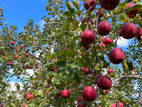 生玉農園一番人気の美味いりんご！ 綺麗な 葉とらず サンふじ 5キロ箱 13～18玉 信州りんご